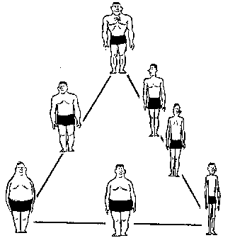 Combination Body Types
